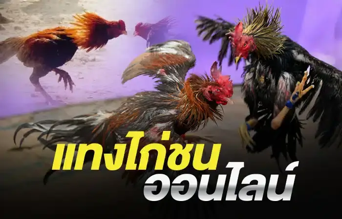 ufabet ไก่ชน เดิมพันง่ายๆ พร้อมมีเรท ราคา บอกท่านสมาชิกใหม่ๆ ที่สนใจ